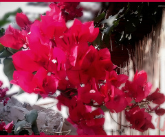 Bougainvillea ⚜ ⚜ 