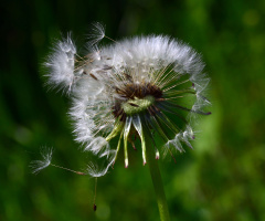 FALLSCHIRMCHEN