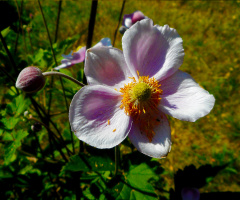 BLÜTE