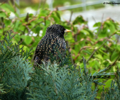 Common starling 