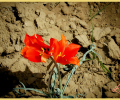 گواڑخ ،Wild Tulip of Balochistan 