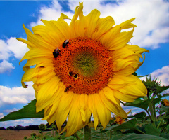 BLÜTE
