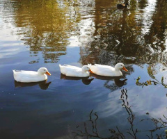 ON THE POND