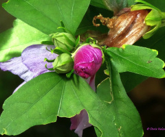 Hibiscus