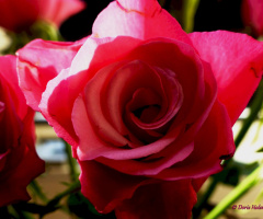 Rose