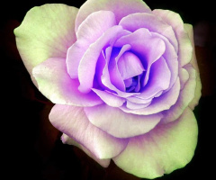 ORIGINAL ROSE