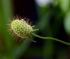 Growing in Tivoli - Cph - Dk 2023.