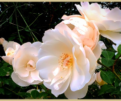 گلاب، Beautiful Roses⚜ ⚜ ⚜ 