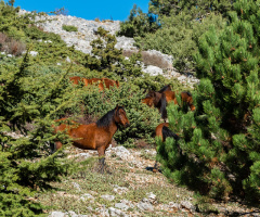 Manisa Spil Dağı / Yılkı Atları