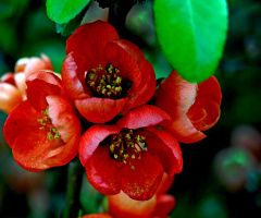 BLÜTEN