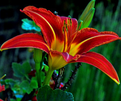 BLÜTE