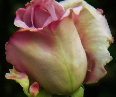 ROSE FOR YOU