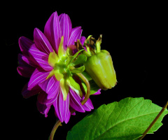 BLÜTE