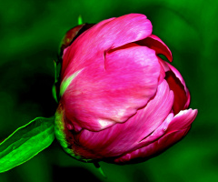 BLÜTE