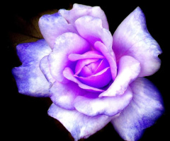 STYLIZED ROSE