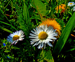 BLÜTEN
