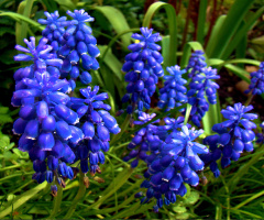 BLÜTEN