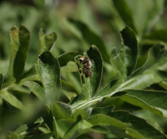 Insect in Tivoli - 2023