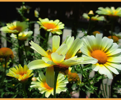 Flowers  ⚜⚜⚜