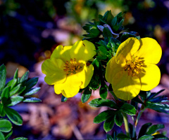 BLÜTEN