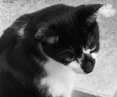 Komşunun kedisi / Neighbour's cat /  