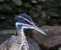 sunbittern (Eurypyga helias) 