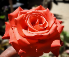 Red Rose ⚜ ⚜ 