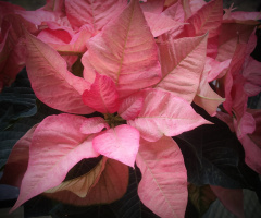 PONSETTIA