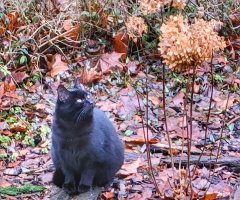 WATCHING HYDRANGEA