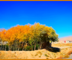 Autumn at Mastung valley ⚜⚜