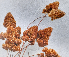 WINTER HYDRANGEA