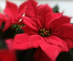 RED POINSETTIA 