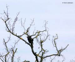 bird and tree