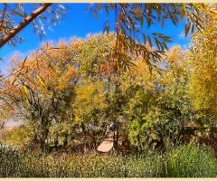 Autumn colours ⚜ ⚜ 