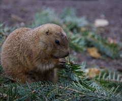 Zoo - København 2023.