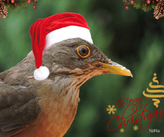 Feliz Natal! - mutlu Noeller!