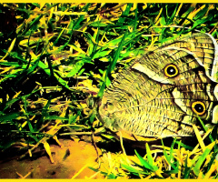 Butterfly ❤️❤️