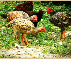 Chicken ⚜ 