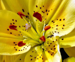 INSIDE THE LILY