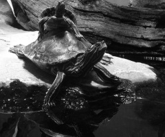 Turtles