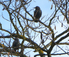 Common starling
