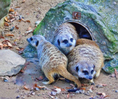 MEERKATS 