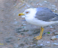 UYUŞUK