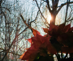 BEHIND THE TREES