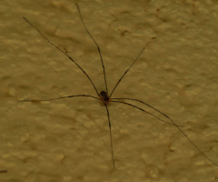Harvestman 