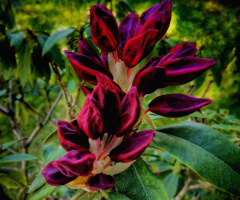 RHODODENDRON 