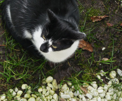 Neighbour's cat 