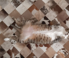 Camouflage