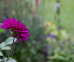 Flowers in Tivoli - 2023.