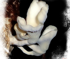 Oyster Mushroom ⚜⚜
